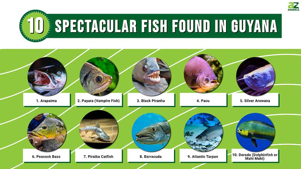 An infographic on the most unique fish in Guyana.