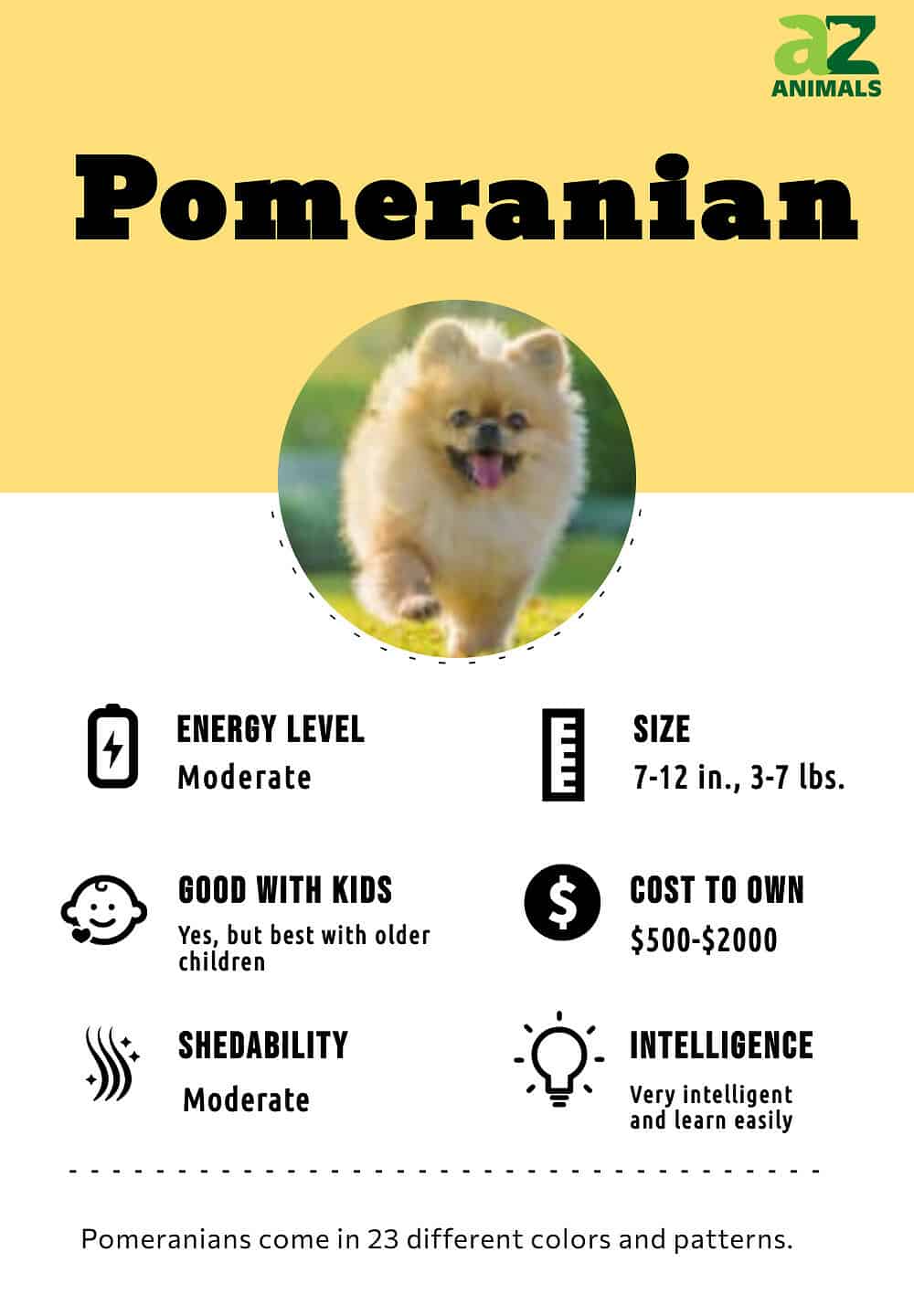 Pomeranian Colors Chart