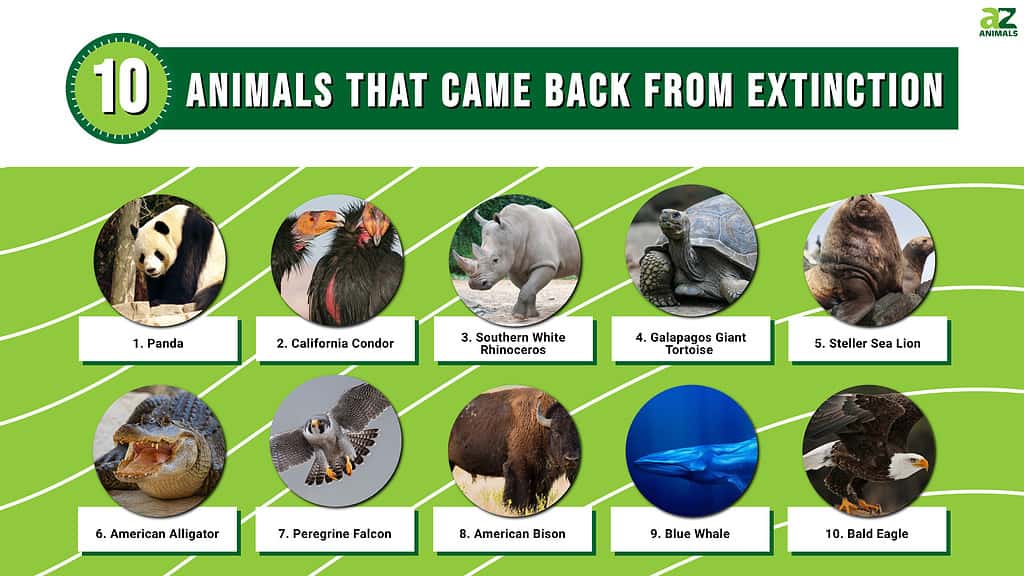 10 Animals That Came Back From Extinction - A-Z Animals