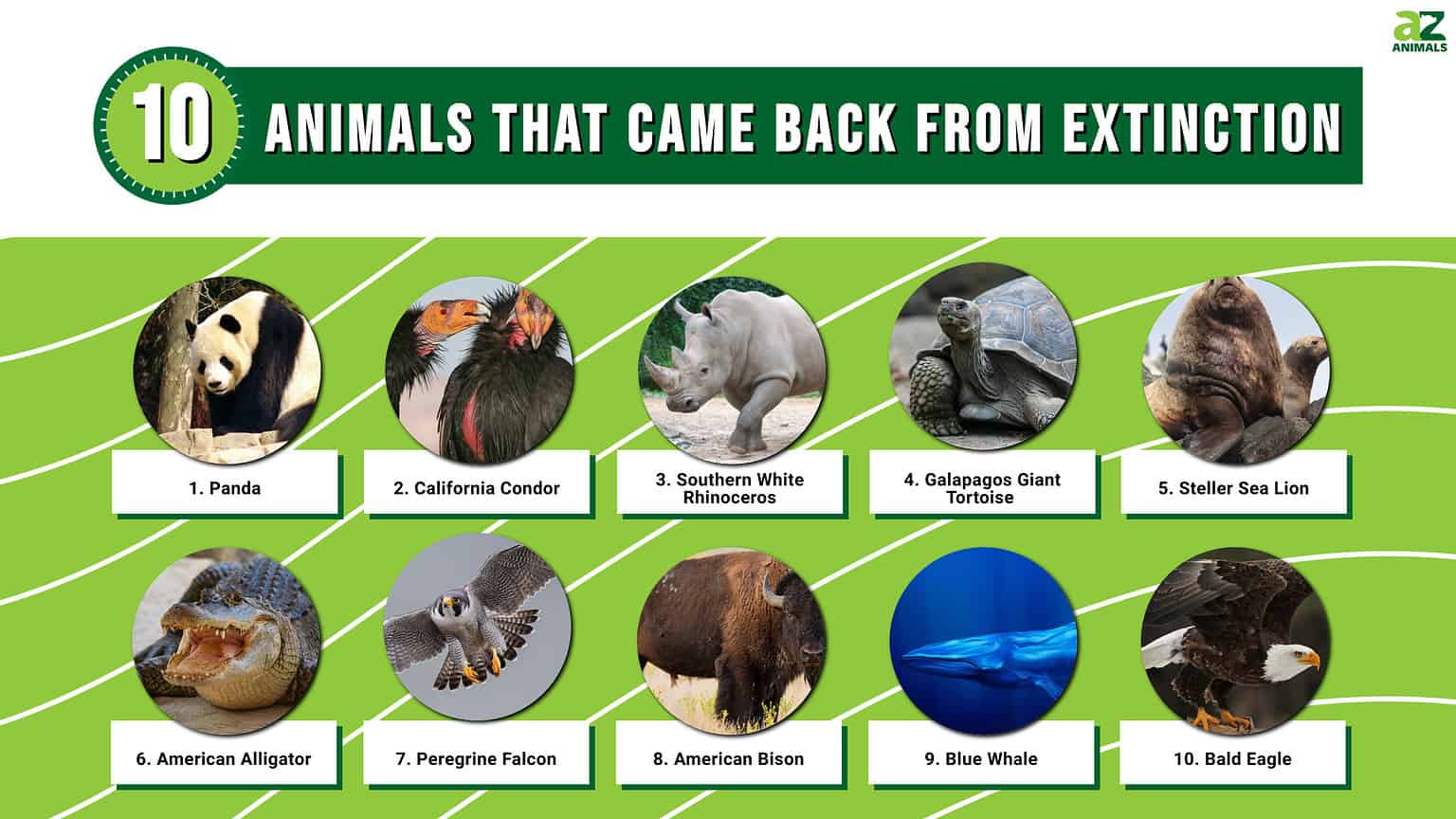10 Animals That Came Back From Extinction AZ Animals