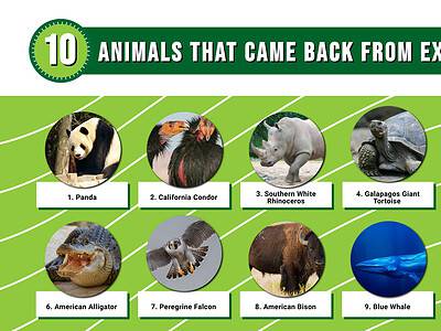A 10 Animals That Came Back From Near Extinction