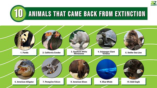 Animal News, Facts, Rankings, and More! - A-Z Animals