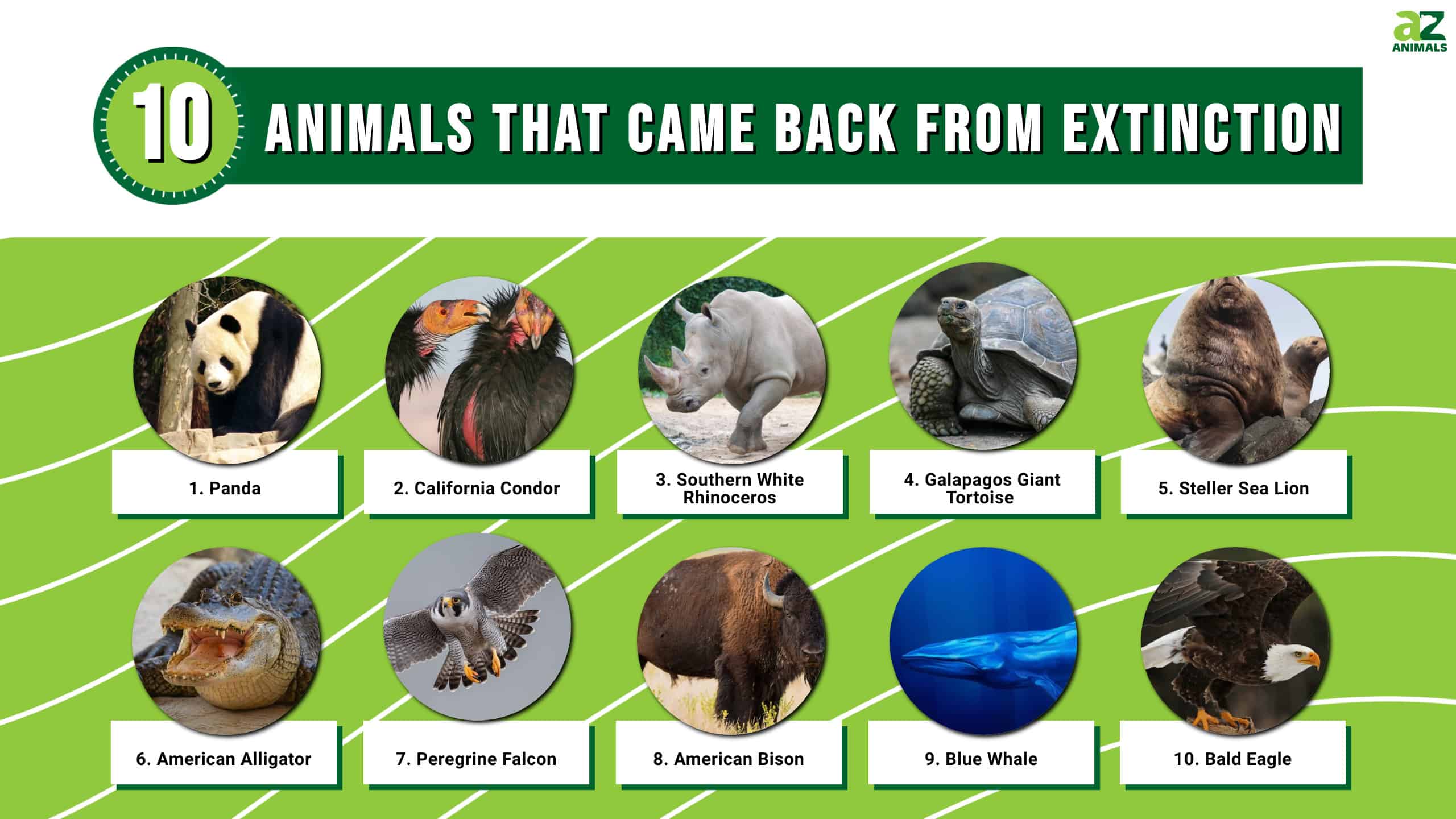 10 Animals That Came Back From Near Extinction - A-Z Animals