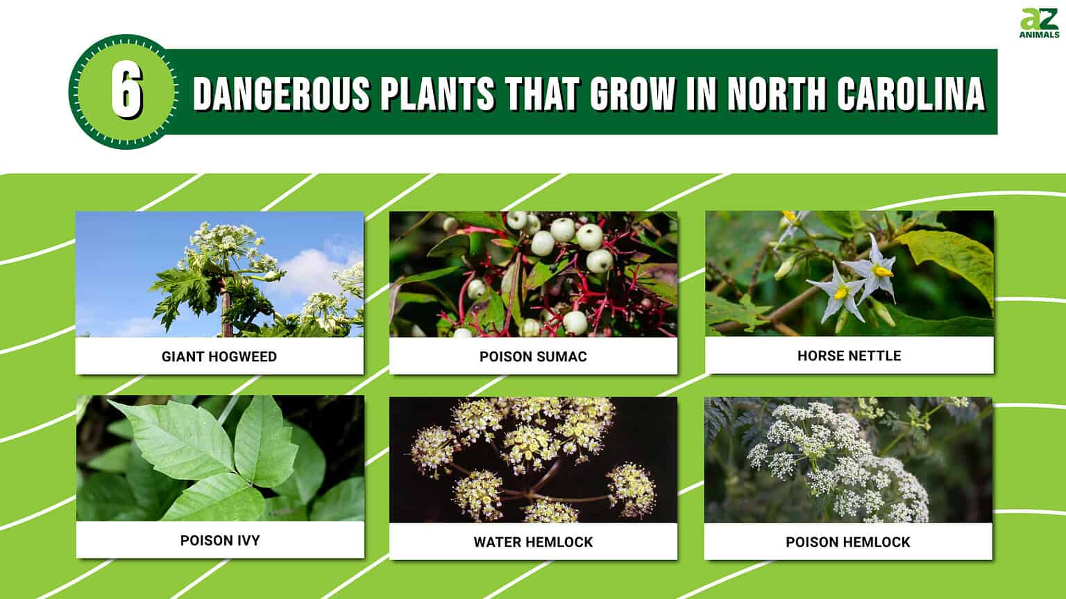 Don't Touch These 6 Dangerous Plants That Grow in North Carolina - A-Z ...