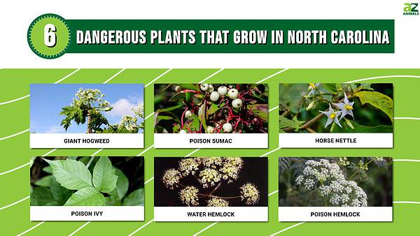 Don't Touch These 6 Dangerous Plants That Grow in North Carolina - A-Z ...