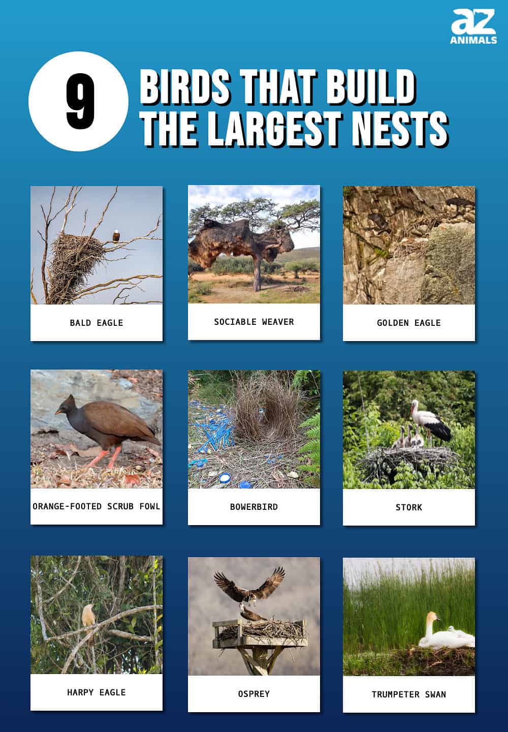 Birds And Their Nests Information Photographic Cards