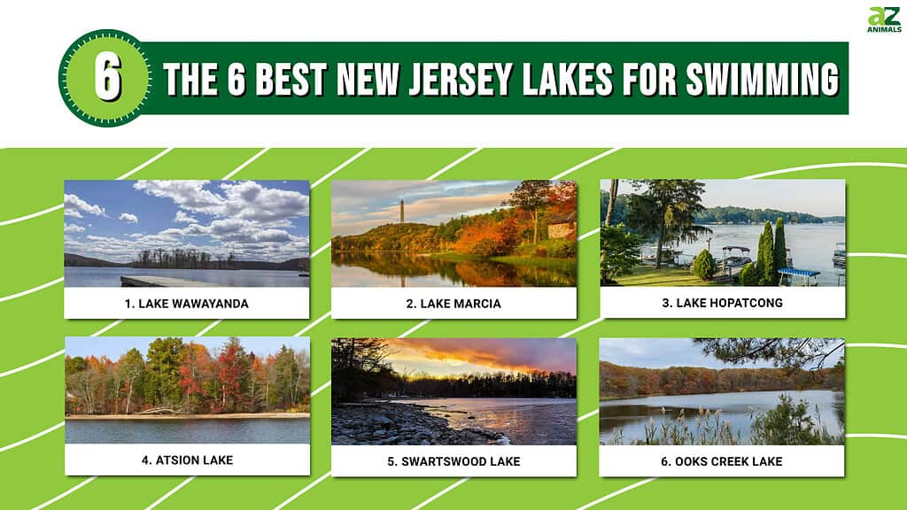 The 6 Best New Jersey Lakes For Swimming infographic