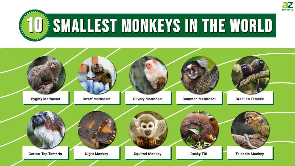 Infographic on the 10 Smallest Monkeys in the World