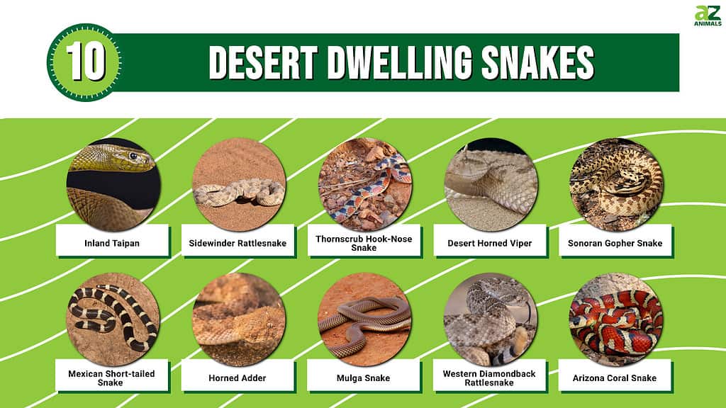 infographic of 10 desert dwelling snakes starting with the Inland Taipan and ending with the Arizona Coral Snake. 