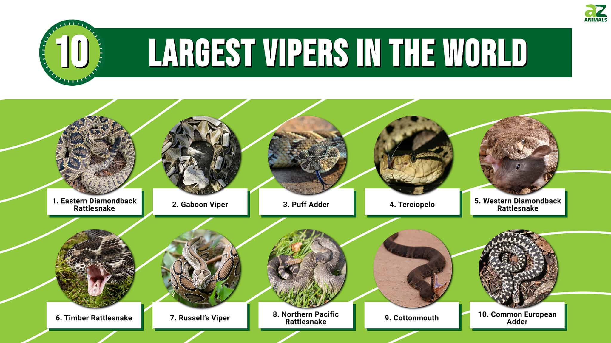 The 10 Largest Vipers In The World - A-Z Animals