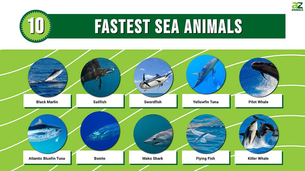 Animal Crossing, Fast Sea Creatures - How To Catch & List