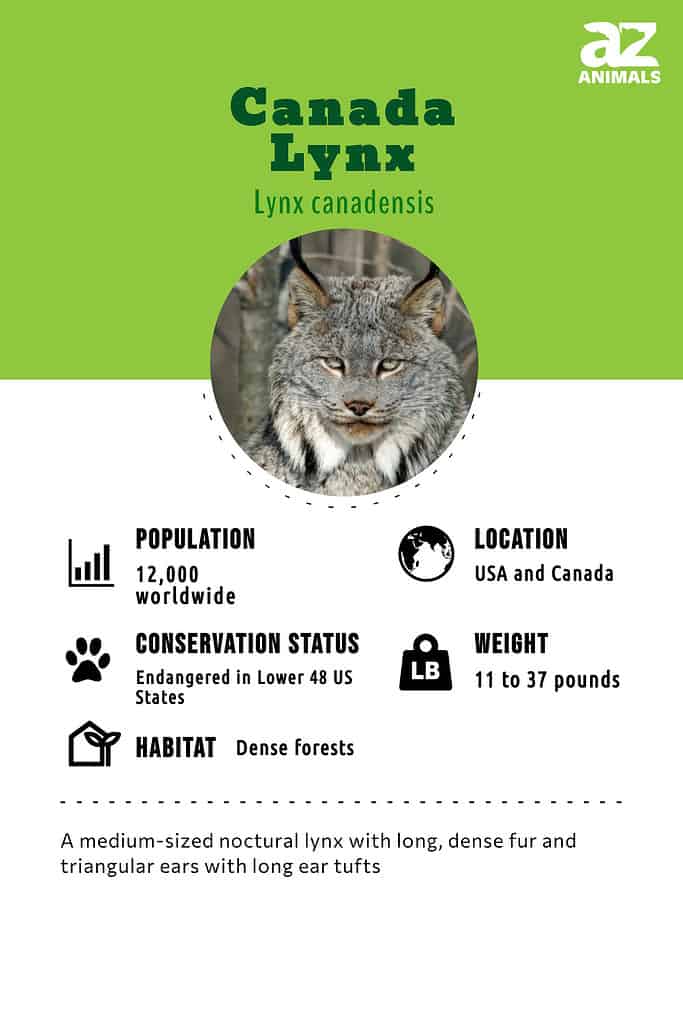 Canada Lynx infographic