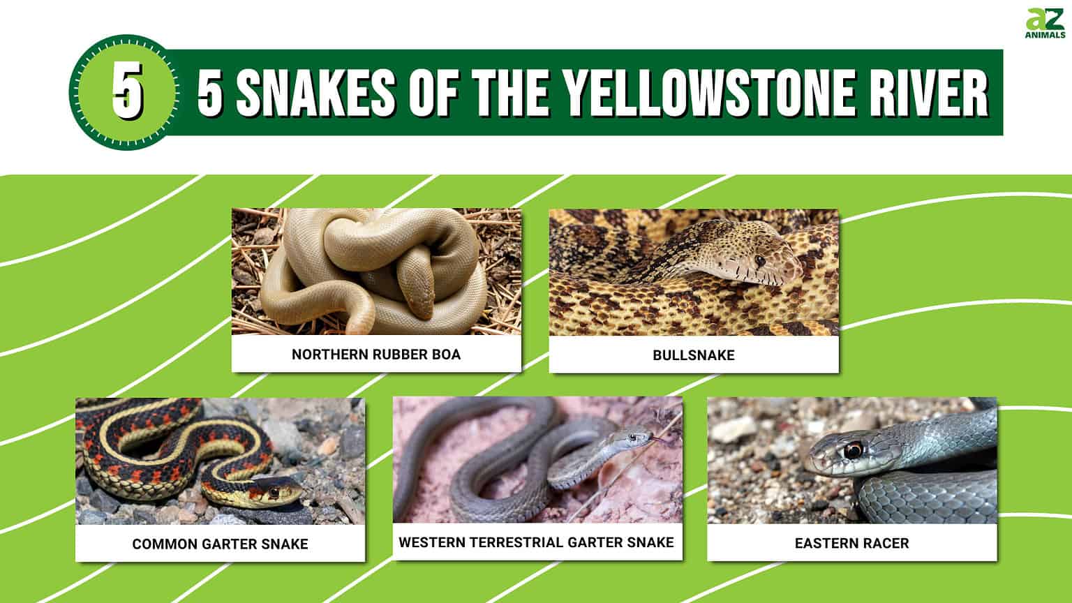 Meet 5 Snakes Of The Yellowstone River - A-Z Animals