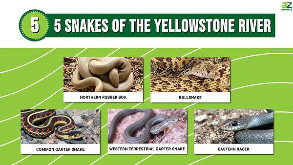 Meet 5 Snakes of the Yellowstone River - A-Z Animals