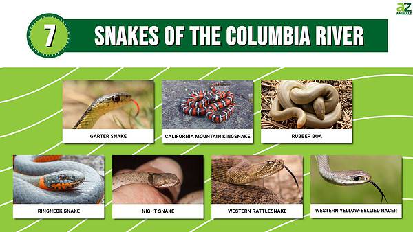 Meet 7 Snakes Of The Columbia River - A-Z Animals