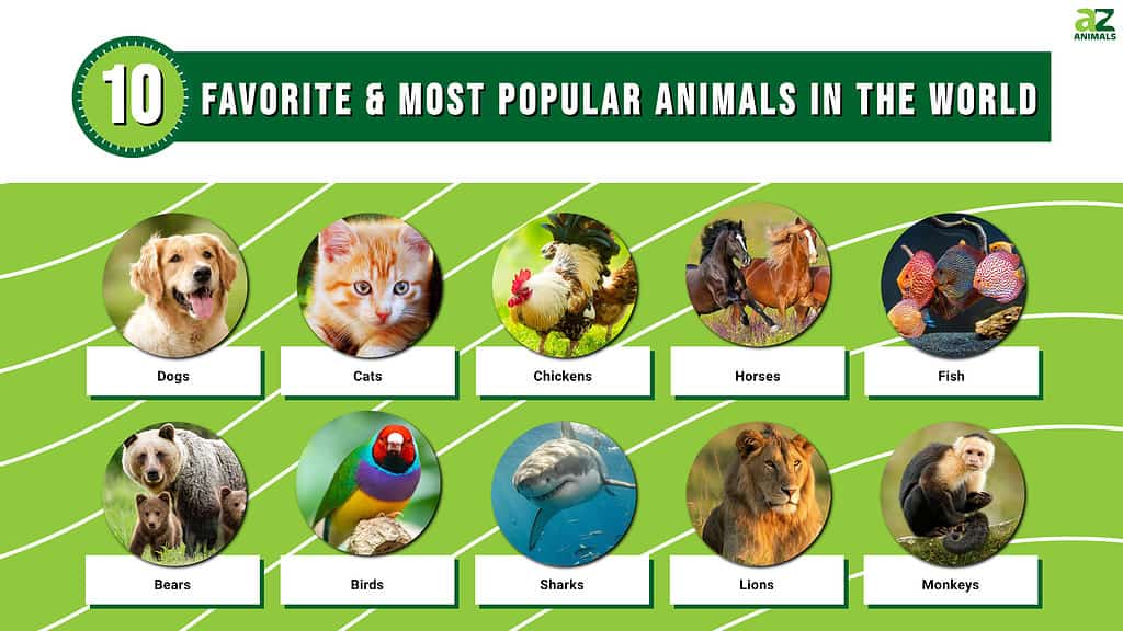 Infographic of the 10 Favorite and Most Popular Animals in the World 