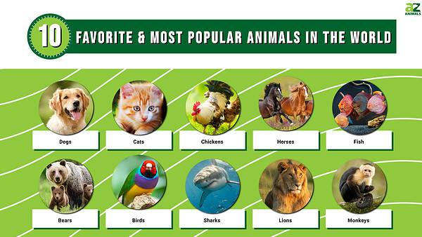 The World's 10 Favorite & Most Popular Animals in 2024 - A-Z Animals