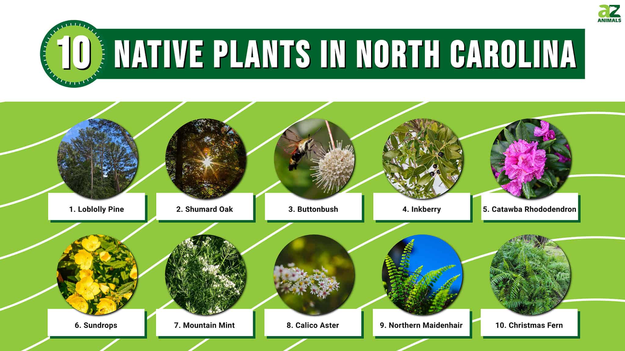 10-native-plants-in-north-carolina-a-z-animals