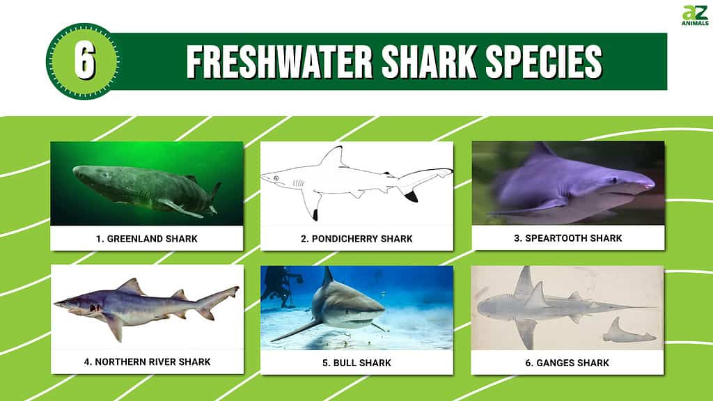 Discover 6 Freshwater Shark Species! - A-Z Animals