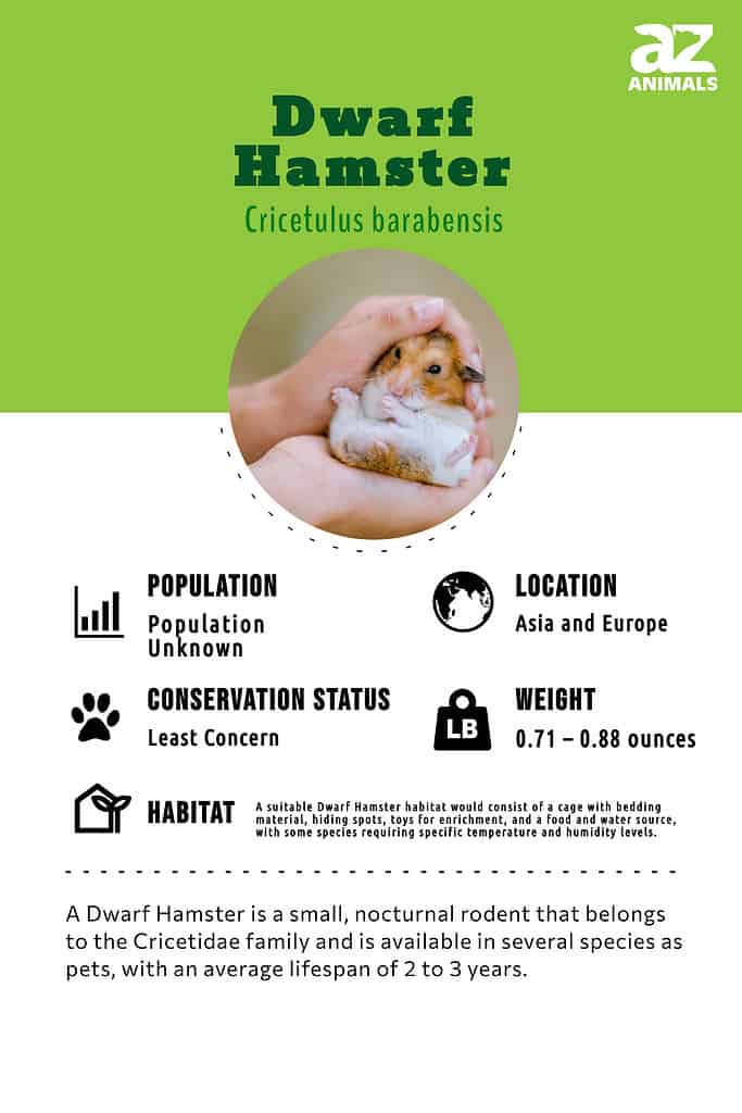 Dwarf Hamster Animal Facts  Cricetulus barabensis - A-Z Animals