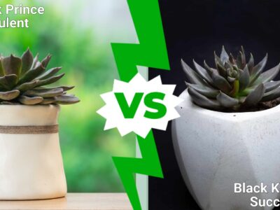 A Black Prince vs. Black Knight Succulent: How to Tell the Difference