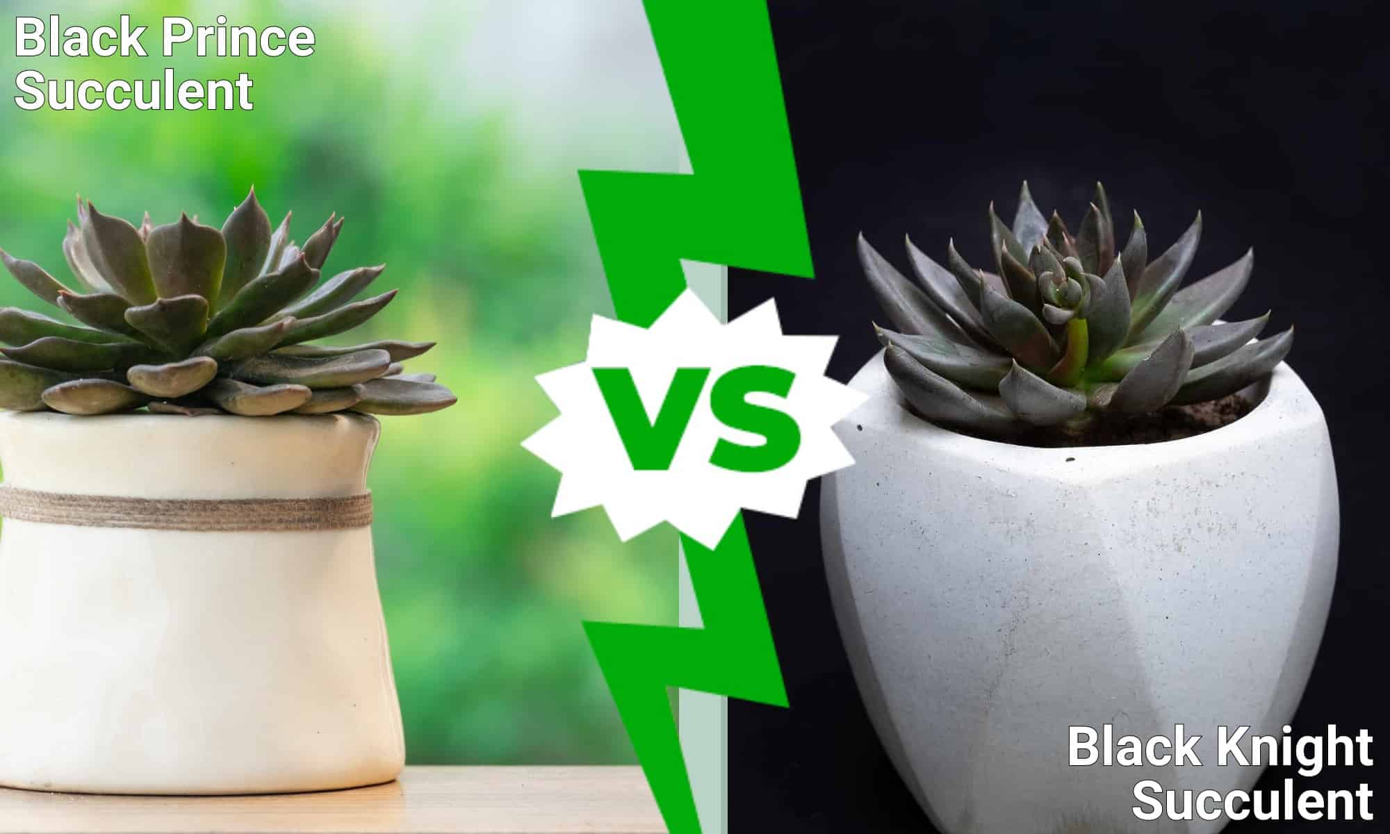 Black Prince Succulent vs. Black Knight Succulent