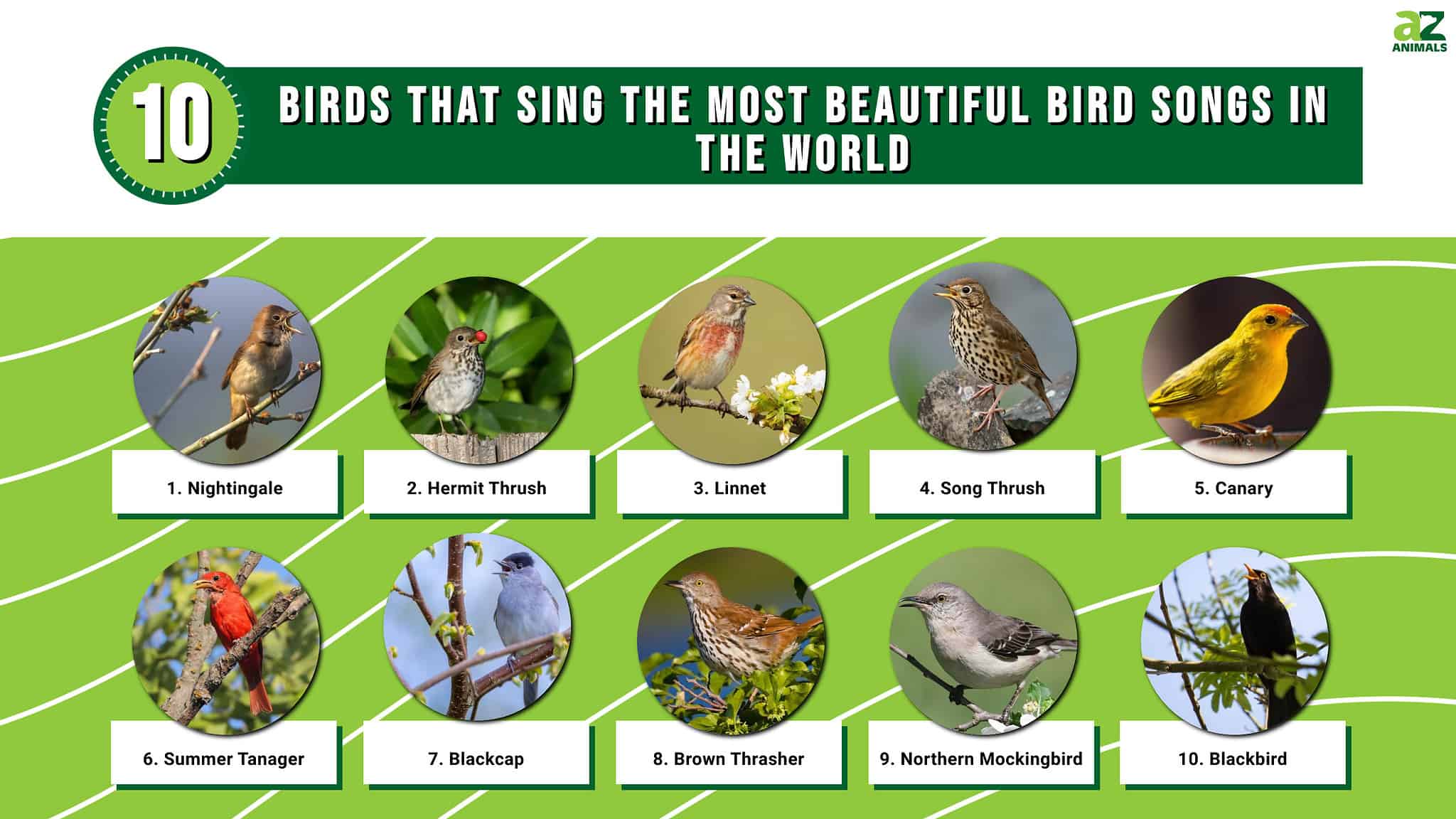 10 Birds That Sing: The Most Beautiful Bird Songs in the World - A-Z ...