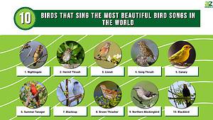 10 Birds That Sing: The Most Beautiful Bird Songs in the World - A-Z ...