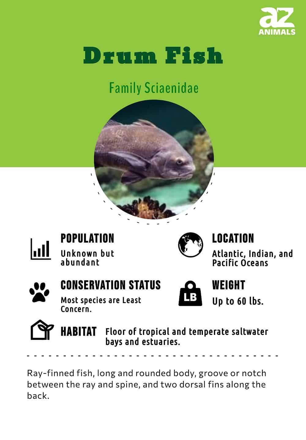 Drum Fish Facts  Sciaenidae - A-Z Animals