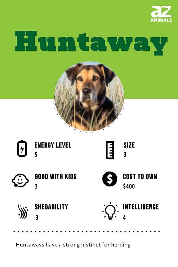 Huntaway dog hot sale breed