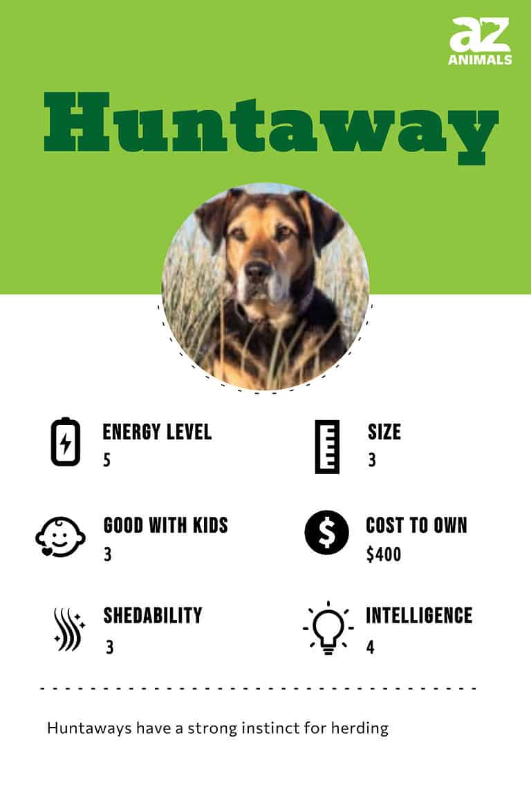 Huntaway A Z Animals