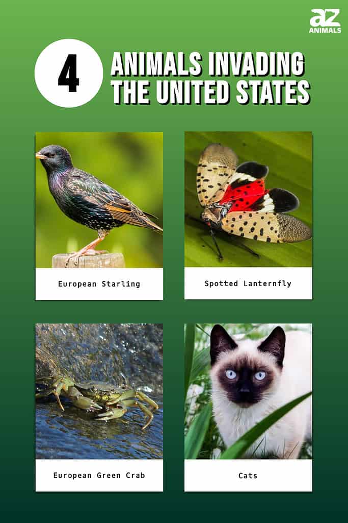 Infographic showing four invasive species in the United States.