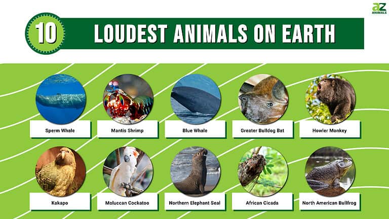 Infographic for the 10 Loudest Animals on Earth