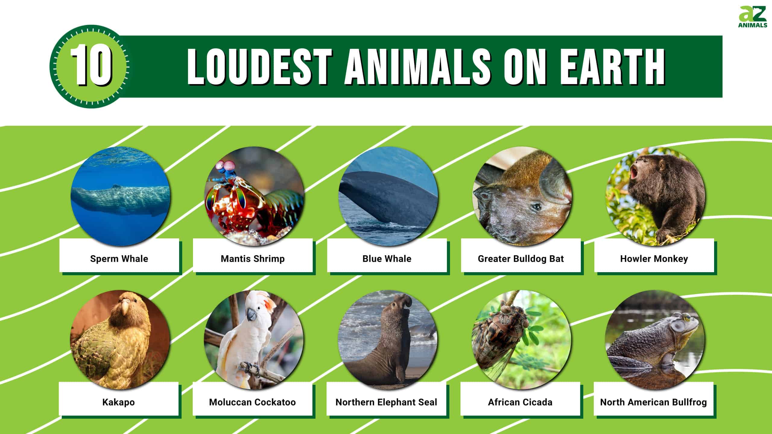 Infographic for the 10 Loudest Animals on Earth