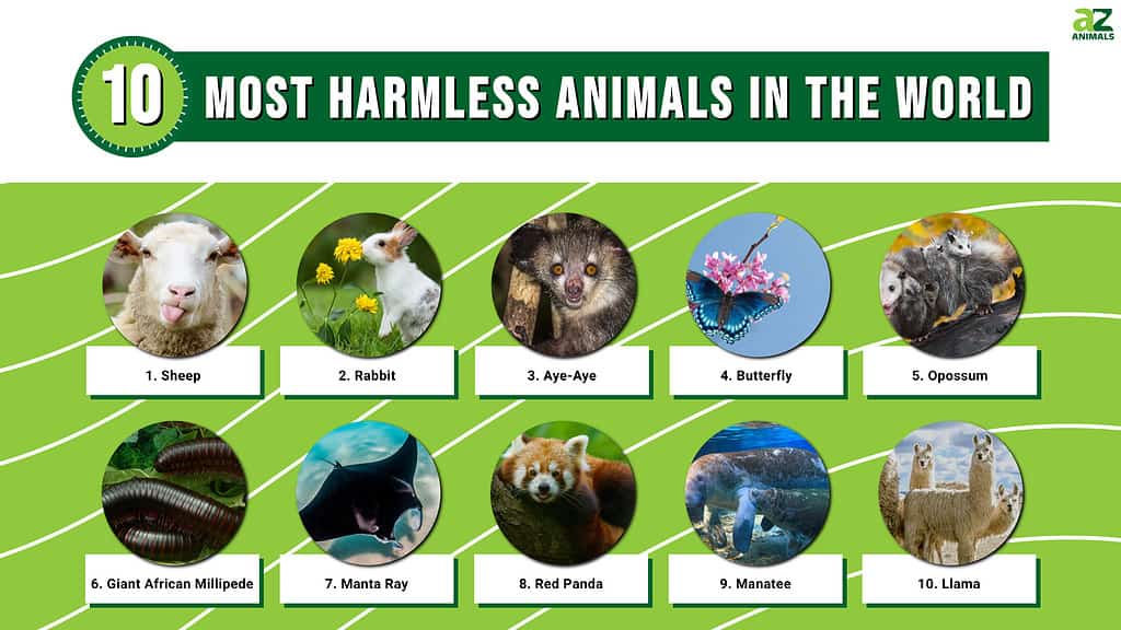 harmless animals