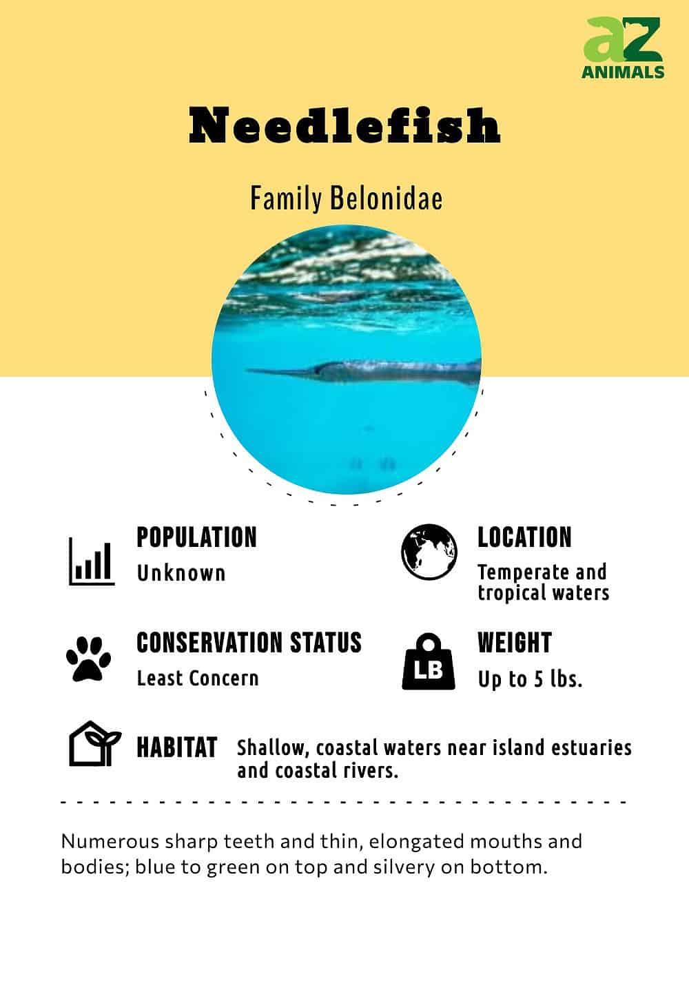 Atlantic Needlefish - Delaware Fish Facts