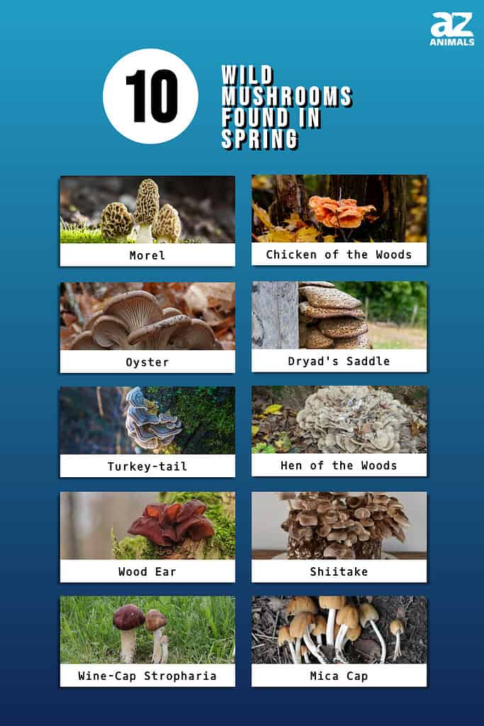 Infographic showing ten wild mushrooms that can be found in spring.