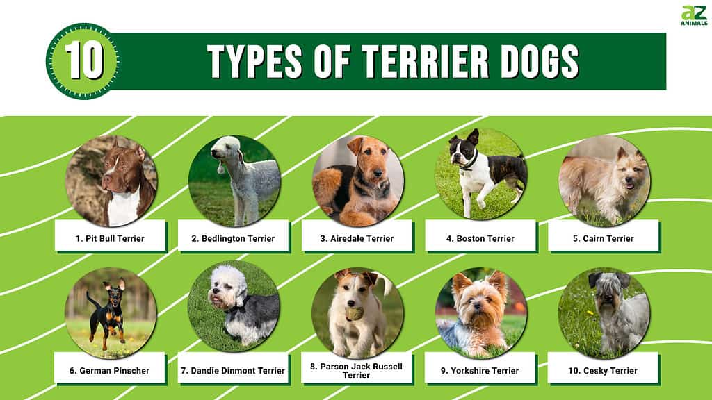 what kinds of terrier dogs are there