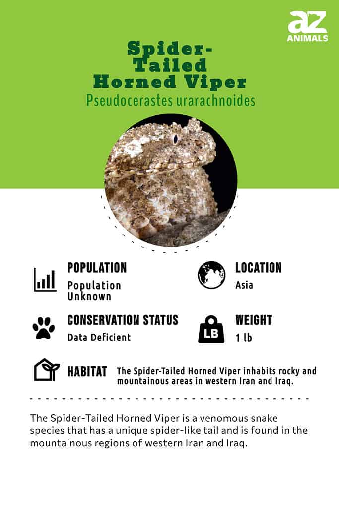 What is the spider-tailed horned viper? - BBC Science Focus Magazine