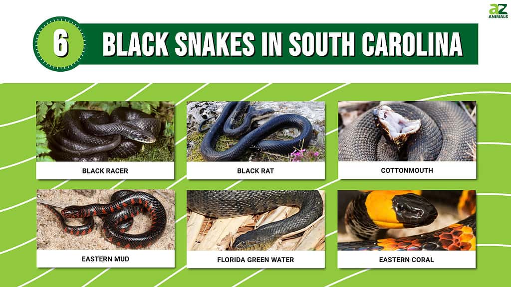 Infographic showing six black snakes in South Carolina.
