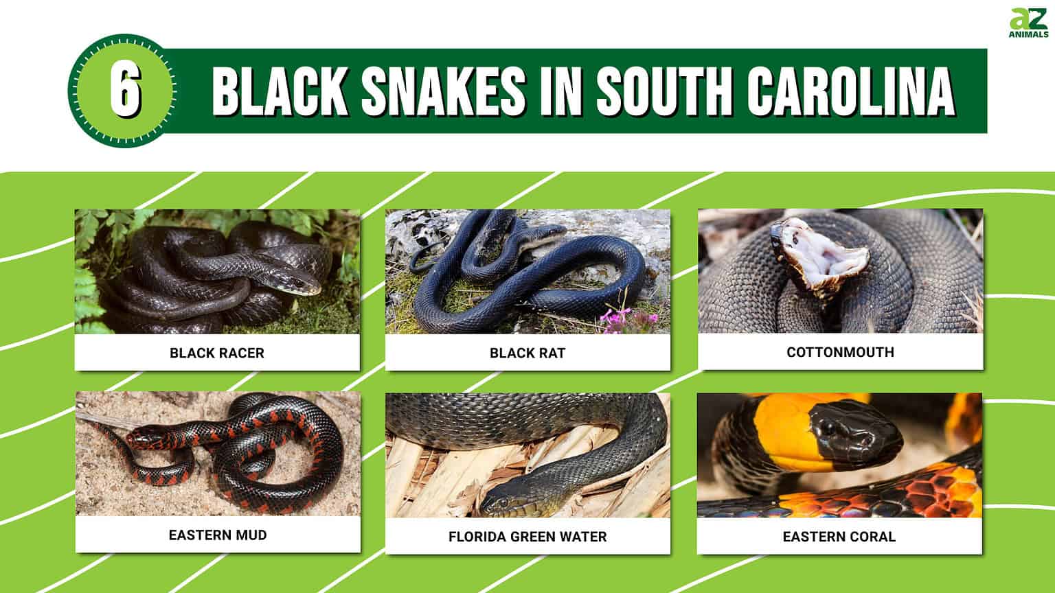 6 Black Snakes in South Carolina - A-Z Animals