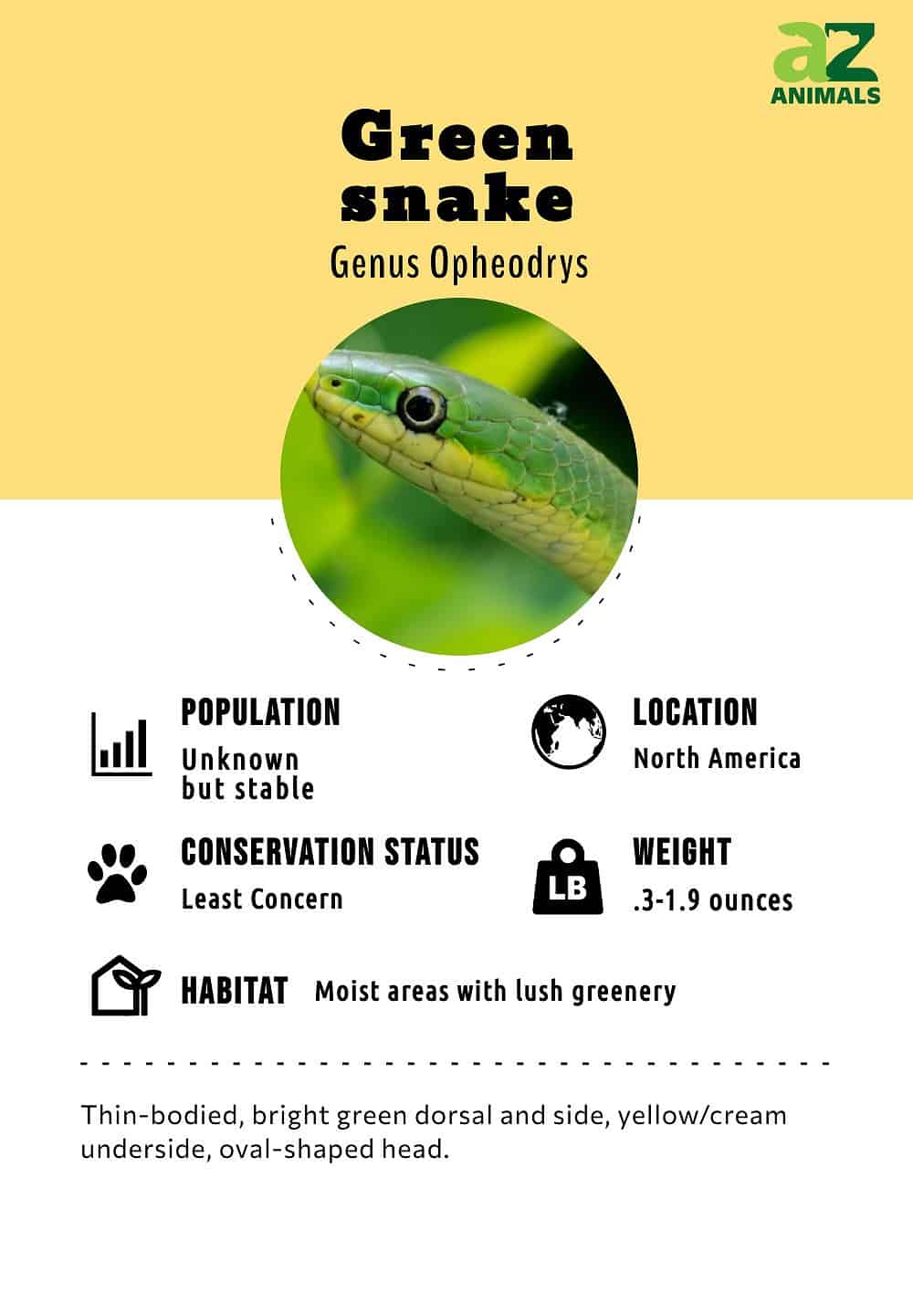 Green Snake - A-Z Animals