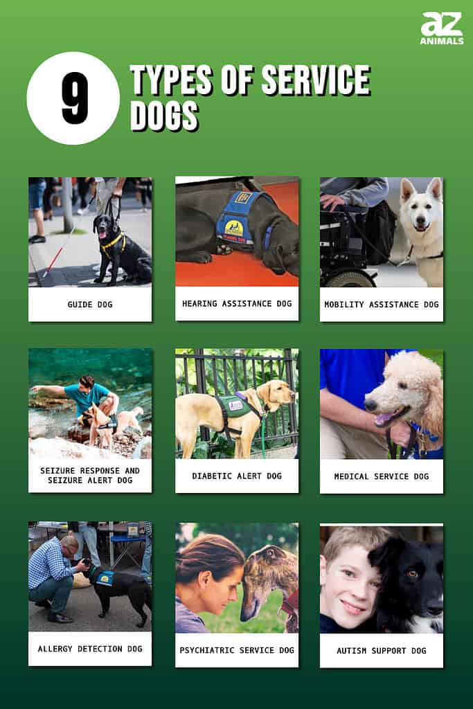 what are assistance dogs used for