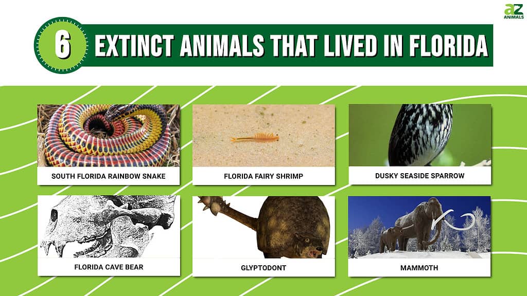 Infographic showing six extinct animals that once lived in Florida.