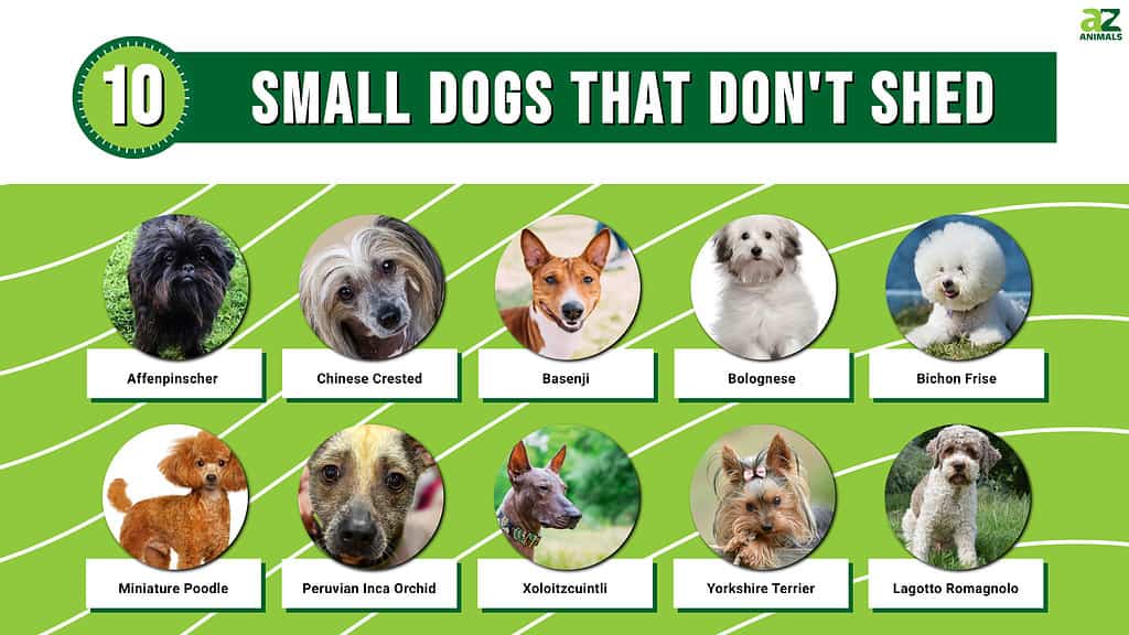 Mini dog breeds that dont shed best sale