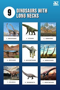 9 Dinosaurs With Long Necks - A-Z Animals