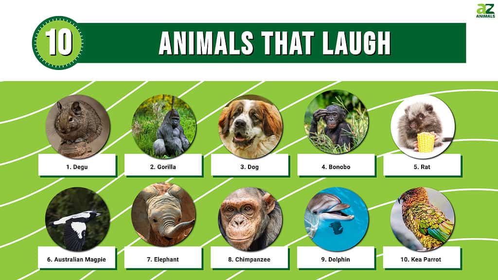 animal laugh