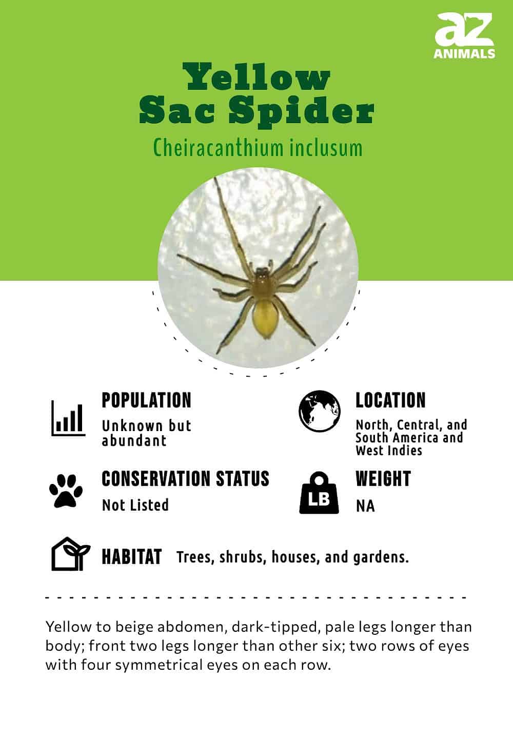 Your Guide to Spiders: Facts, Types, Bites and Treatment