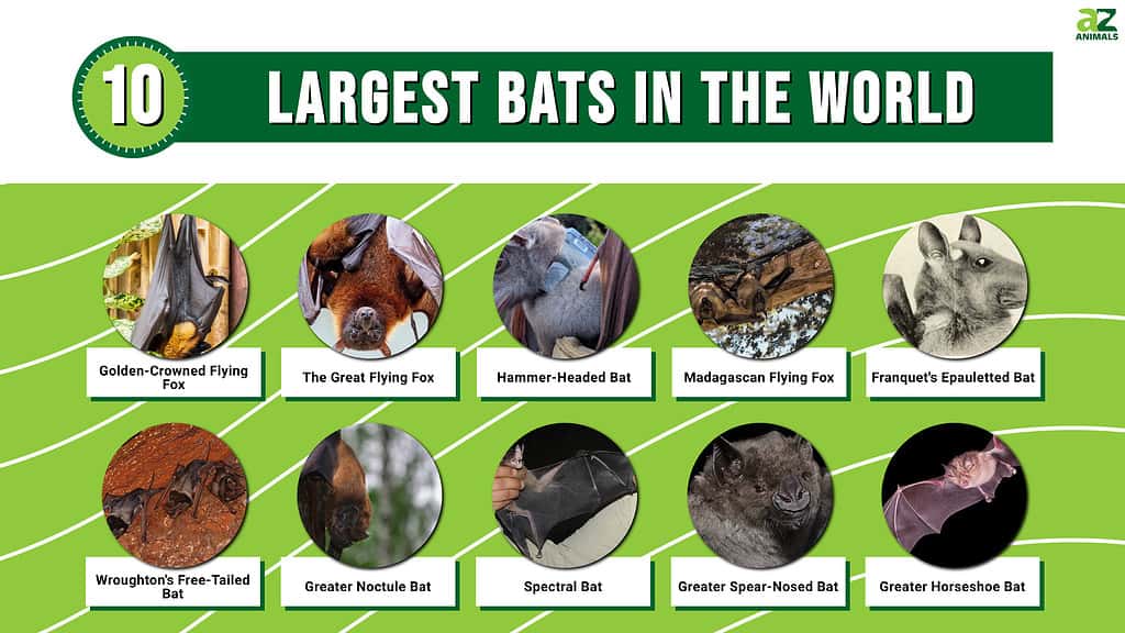 Infographic of the 10 Largest Bats in the World