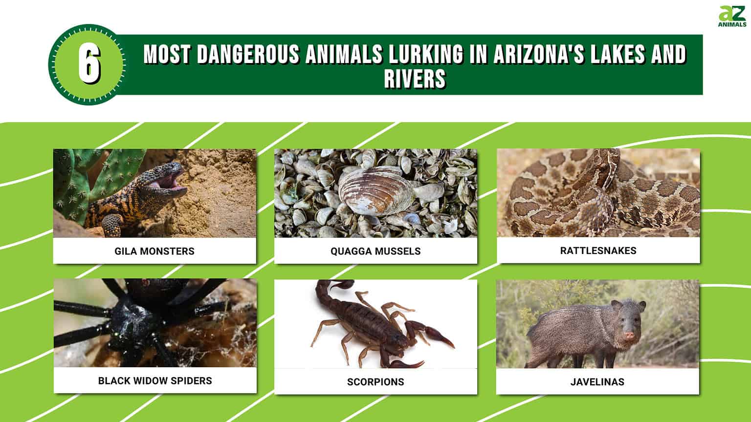 Discover the 6 Most Dangerous Animals Lurking in Arizona's Lakes and ...